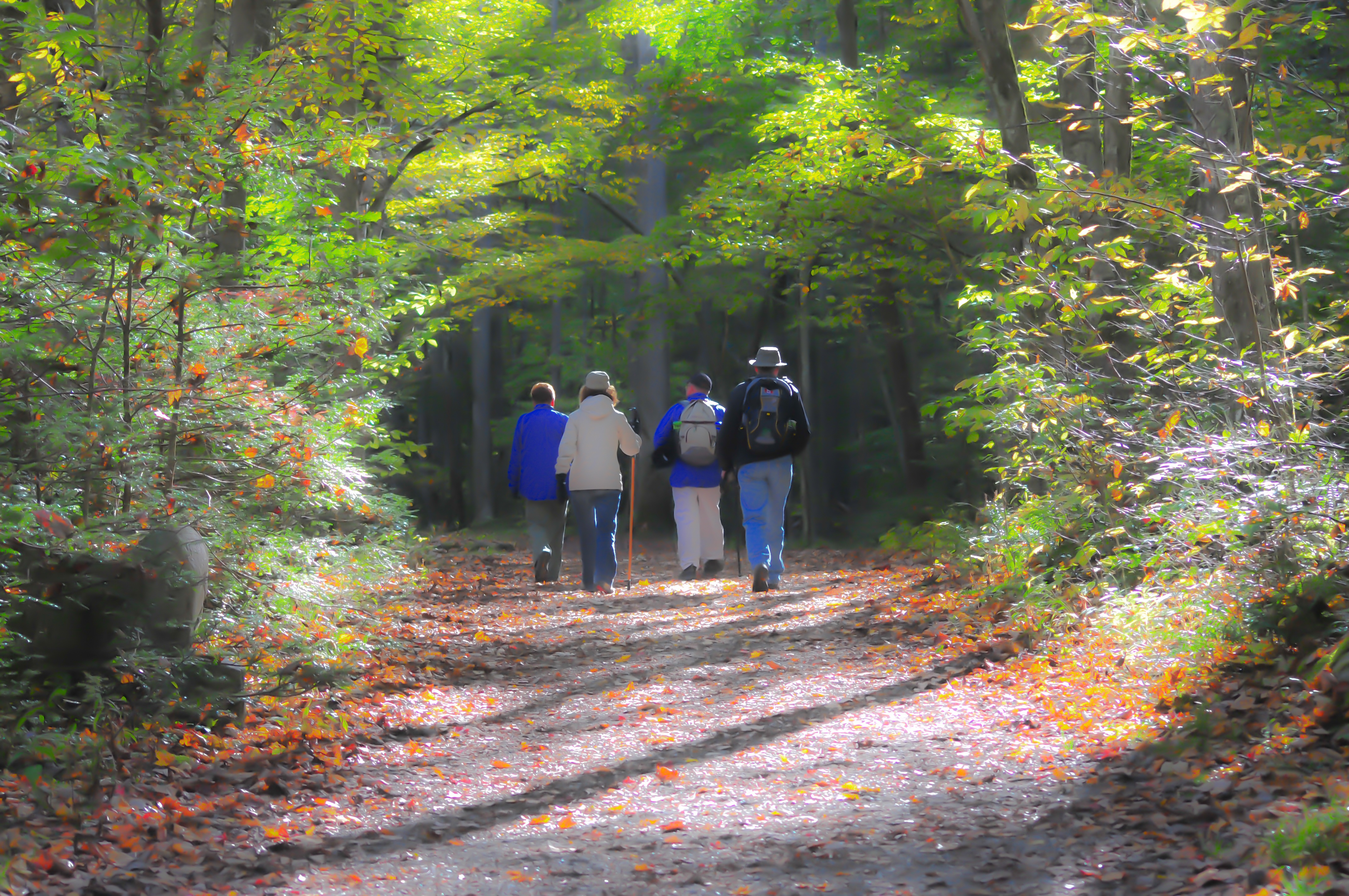 Поставь по тропе. Great Smoky Mountains пешеходная тропа. Прогулка в лесу. Прогулка в леса. Пешие прогулки в лесу.