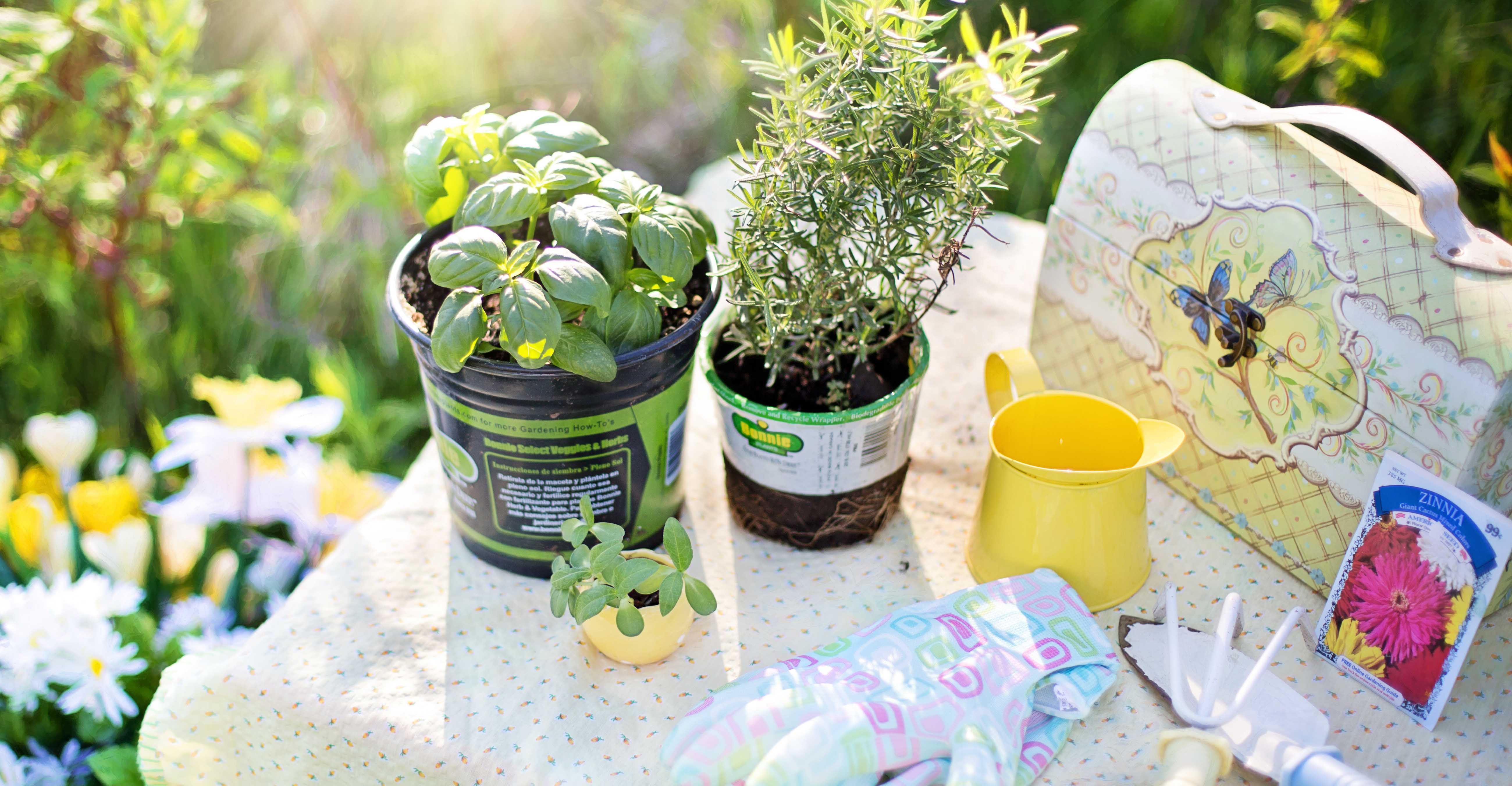 Finding Calm Through Gardening at Freeman Caregiver Support Group